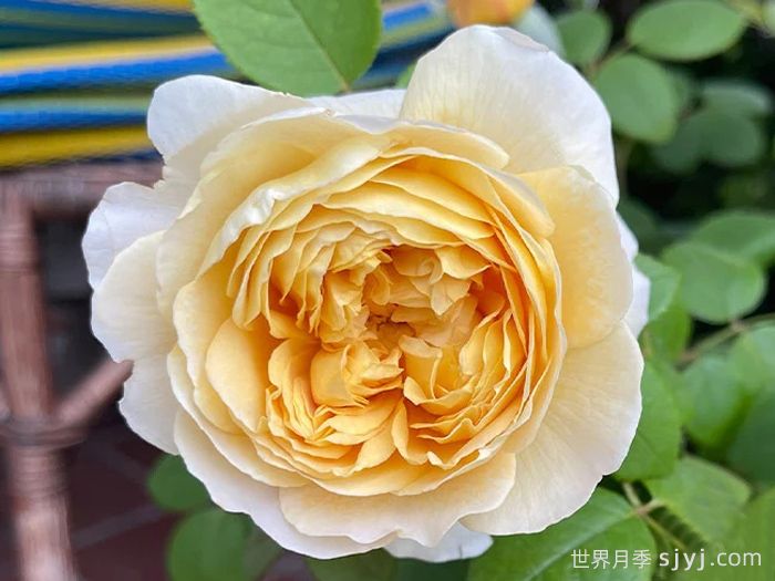 查尔斯达尔文月季Charles Darwin(图5)