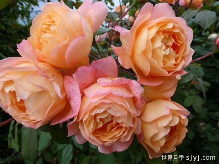 艾玛汉密尔顿夫人月季Lady Emma Hamilton(图3)