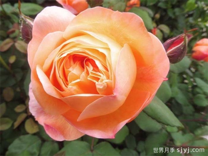 艾玛汉密尔顿夫人月季Lady Emma Hamilton(图4)