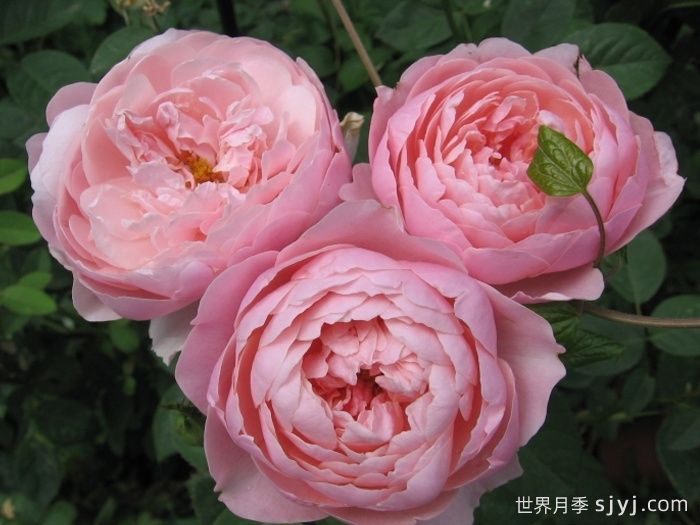 安尼克城堡月季/阿尼克月季The Alnwick Rose(图3)