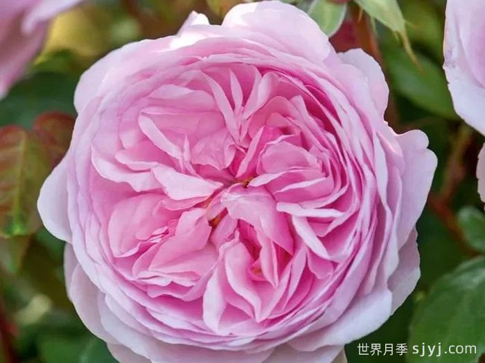 奥利维亚月季/奥利维亚罗斯奥斯汀月季Olivia(图2)