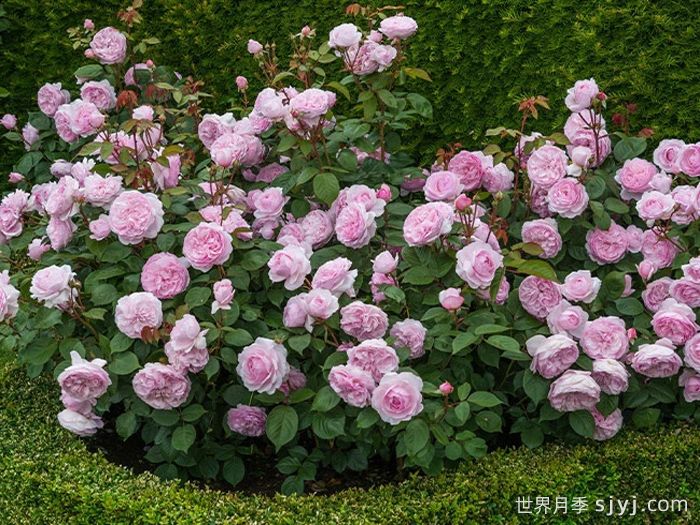 奥利维亚月季/奥利维亚罗斯奥斯汀月季Olivia(图4)