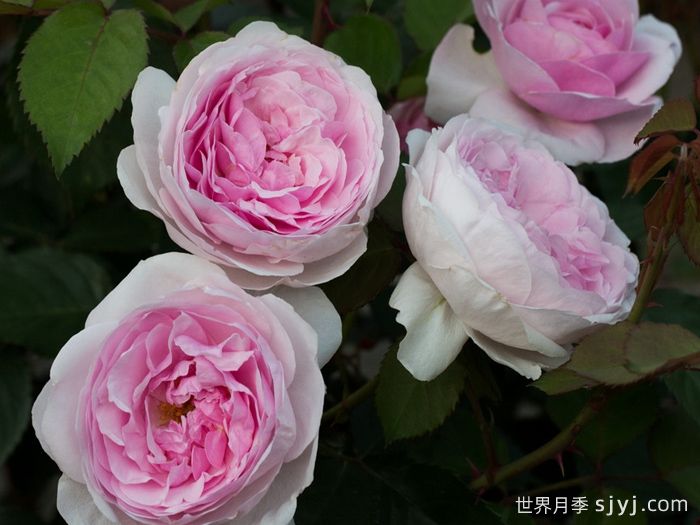 奥利维亚月季/奥利维亚罗斯奥斯汀月季Olivia(图5)