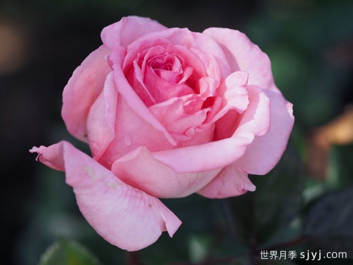 花宫娜月季Fragonard(图2)