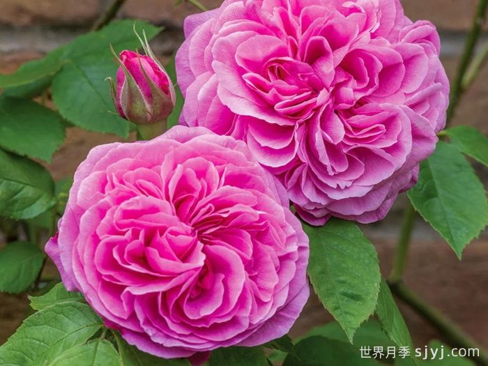 格特鲁德杰基尔月季/葛楚德杰基尔Gertrude Jekyll(图1)