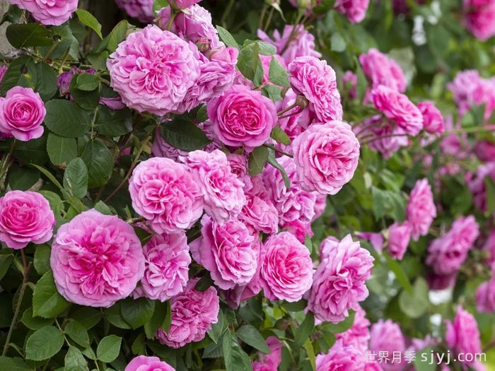格特鲁德杰基尔月季/葛楚德杰基尔Gertrude Jekyll(图3)