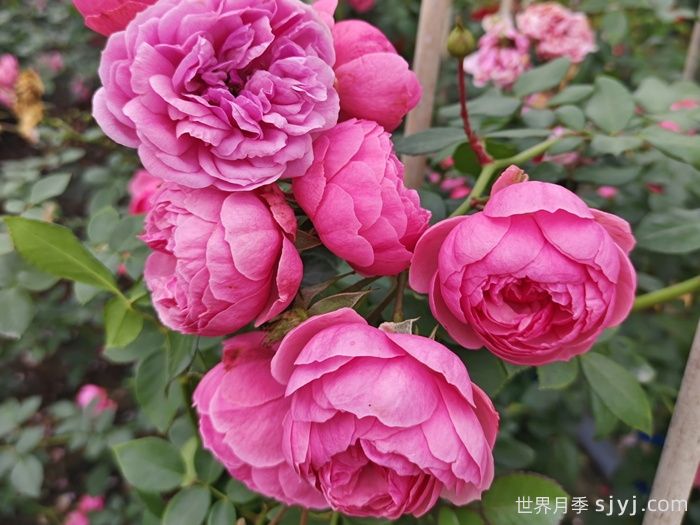 艾拉绒球月季Pomponella(图4)