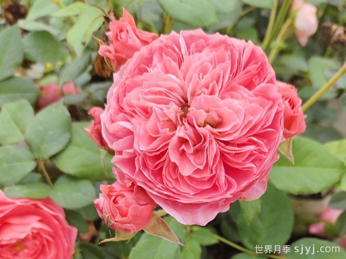 夏日花火月季(图4)