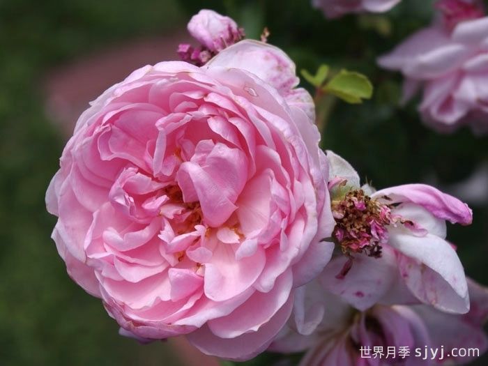 仙度瑞拉月季/灰姑娘月季Cinderella(图1)