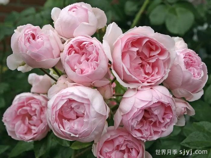 仙度瑞拉月季/灰姑娘月季Cinderella(图2)