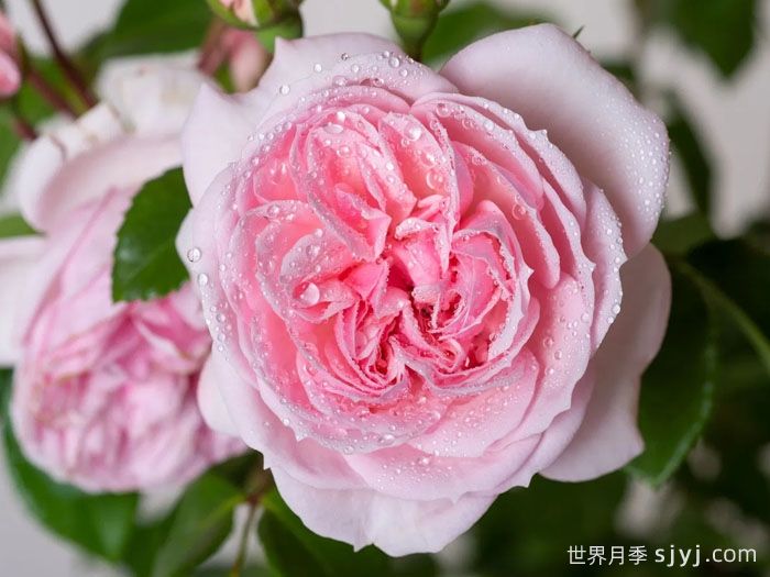 仙度瑞拉月季/灰姑娘月季Cinderella(图3)