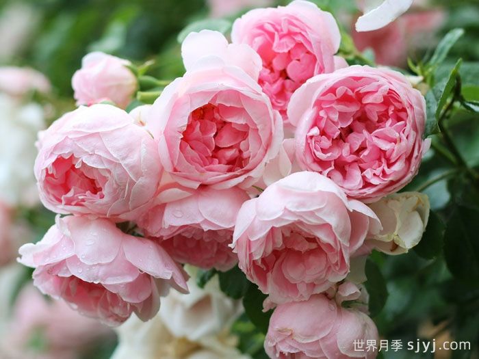 仙度瑞拉月季/灰姑娘月季Cinderella(图4)