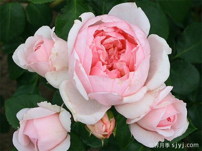 仙度瑞拉月季/灰姑娘月季Cinderella(图5)