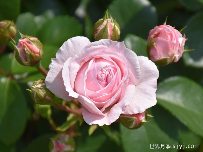 仙度瑞拉月季/灰姑娘月季Cinderella(图6)