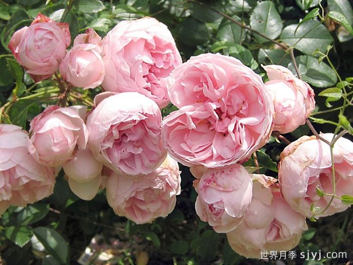仙度瑞拉月季/灰姑娘月季Cinderella(图7)