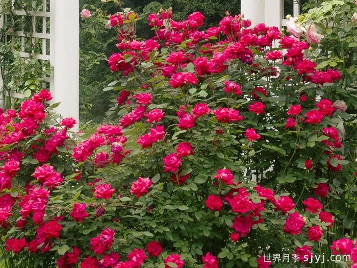 红色重瓣绝代佳人月季/拉德迪科Double Knock Out(图3)