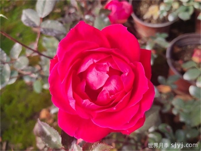 红色重瓣绝代佳人月季/拉德迪科Double Knock Out(图4)