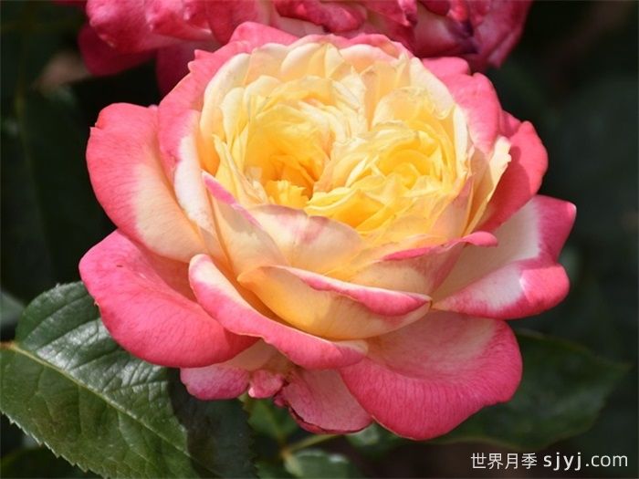 科德斯庆典月季Kordes Jubilee(图1)