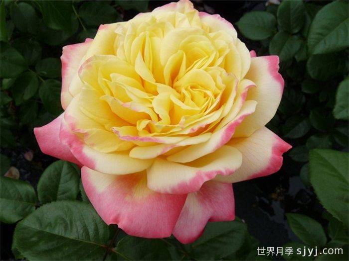 科德斯庆典月季Kordes Jubilee(图3)