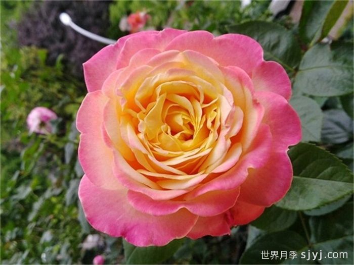 科德斯庆典月季Kordes Jubilee(图5)