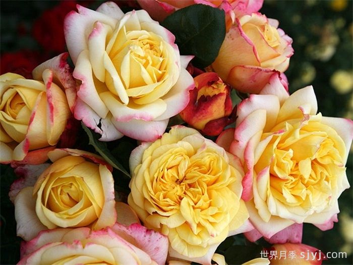 科德斯庆典月季Kordes Jubilee(图4)