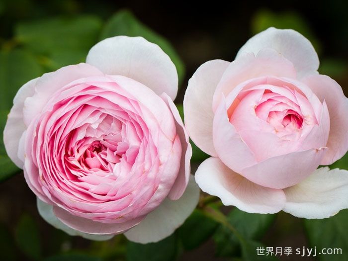 杰夫汉密尔顿月季Geoff Hamilton(图1)