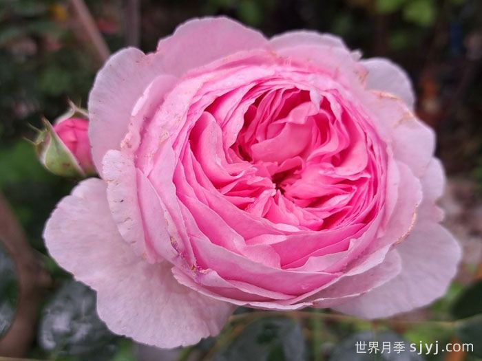 杰夫汉密尔顿月季Geoff Hamilton(图2)