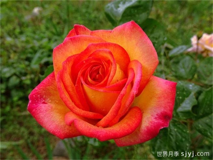 花魂月季/骑士精神月季Chivalry(图1)