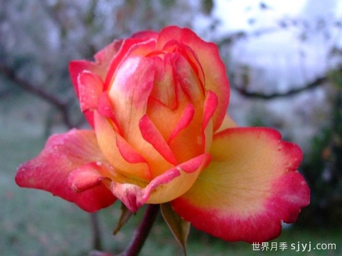 花魂月季/骑士精神月季Chivalry(图2)