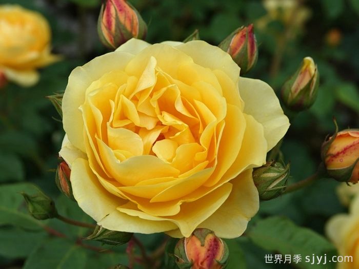 格拉汉托马斯月季Graham Thomas(图3)