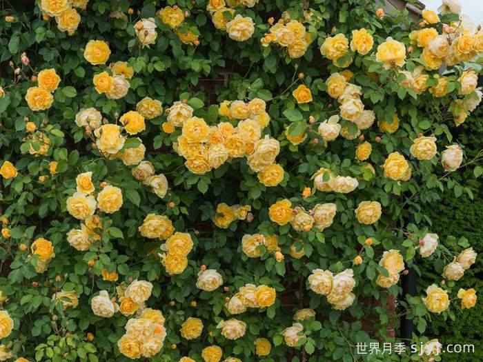 格拉汉托马斯月季Graham Thomas(图4)