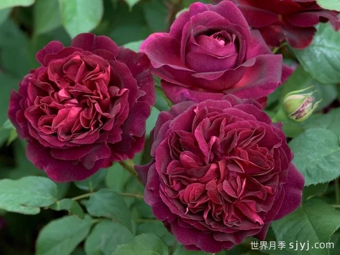 黑伍德月季/曼斯特德伍德Munstead Wood(图1)