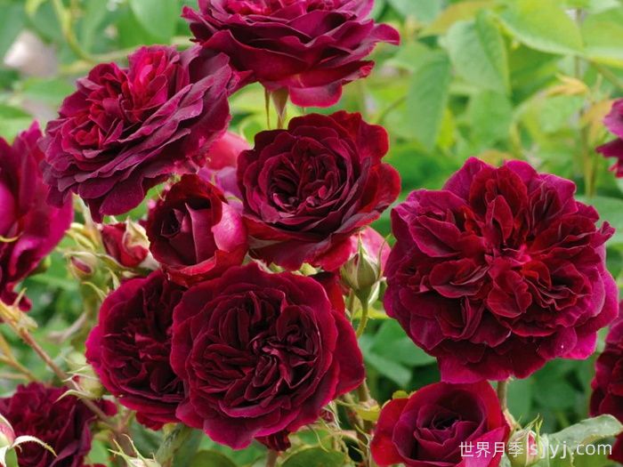 黑伍德月季/曼斯特德伍德Munstead Wood(图2)