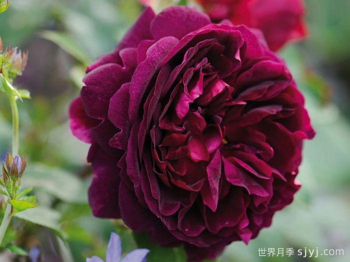 黑伍德月季/曼斯特德伍德Munstead Wood(图4)