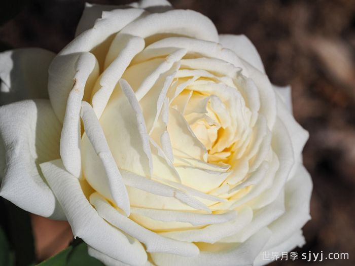 珍妮莫罗月季Jeanne Moreau(图1)