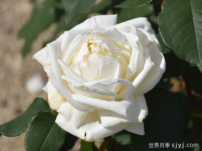 珍妮莫罗月季Jeanne Moreau(图2)