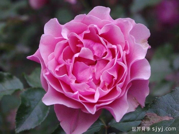 星斗月季/惑星月季LEtoile(图1)