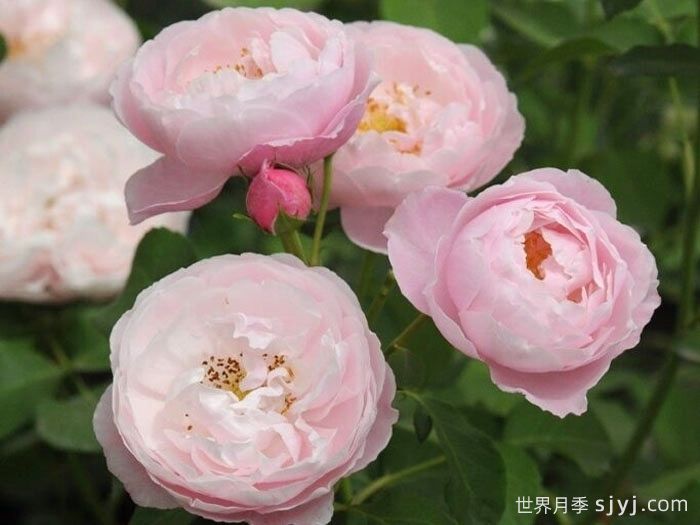 羽毛月季Plume(图2) 羽毛月季Plume(图2)