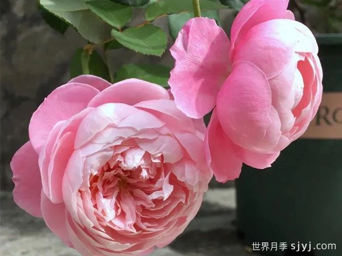 羽毛月季Plume(图3) 羽毛月季Plume(图3)