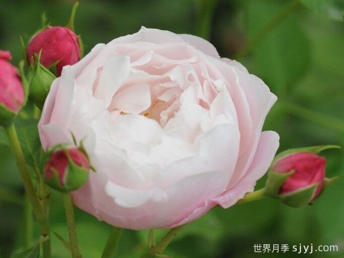 羽毛月季Plume(图4) 羽毛月季Plume(图4)