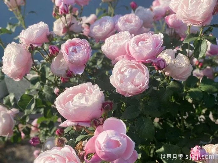 羽毛月季Plume(图5) 羽毛月季Plume(图5)