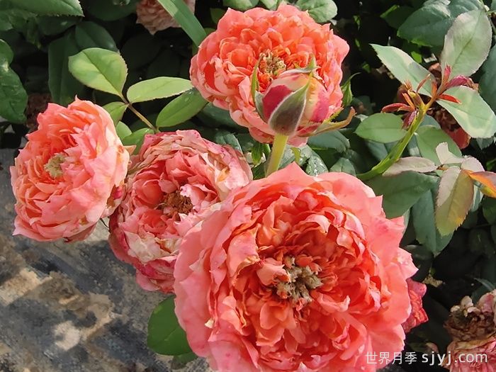 斑马耐心月季La Zebra patience(图3)