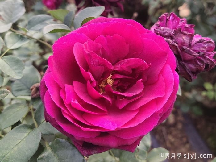 皇宫月季Royale(图3)