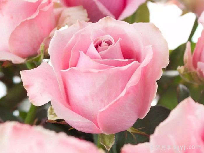 粉红雪山月季/甜蜜雪山月季Pink Avalanche(图1)