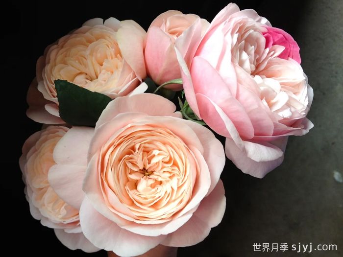 环月季Tamaki(图1)