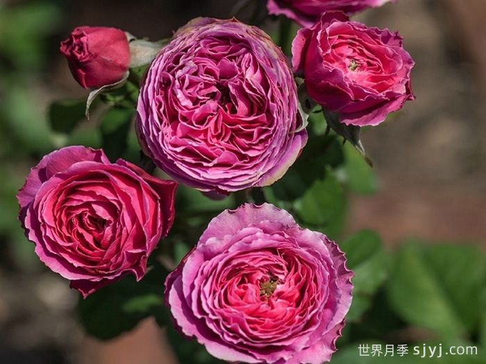 友禅月季Yuzen(图2)