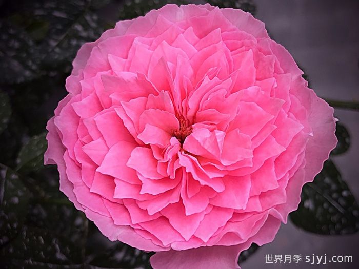 友禅小春月季Koharu(图3)