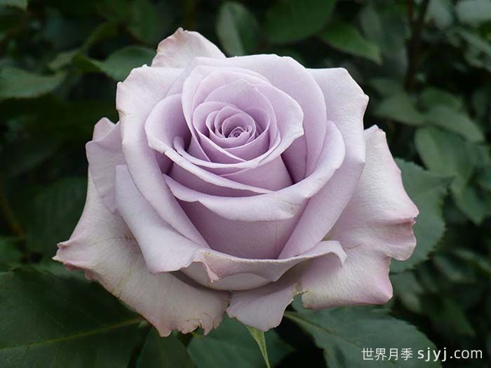 海洋之歌月季Ocean Song(图1)