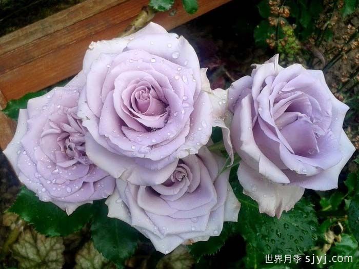 海洋之歌月季Ocean Song(图3)