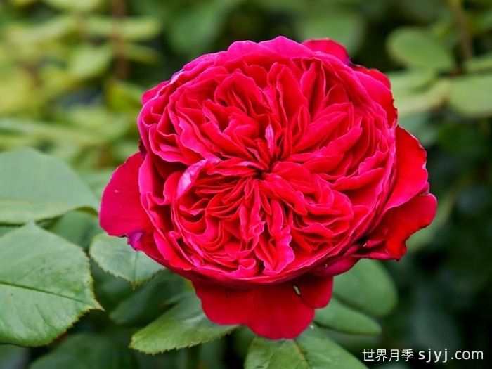 皇家胭脂月季/皇家红Rouge Royale(图1)